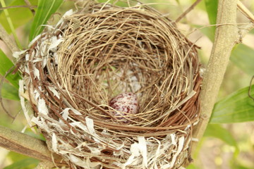 Bird's Nest and Bird Egg. 