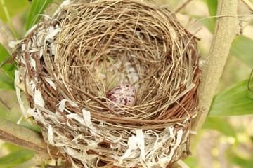 Bird's Nest and Bird Egg. 