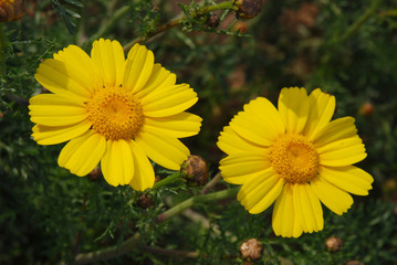 Spata Village, Greece / Flowers in the countryside