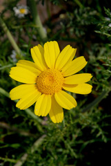 Obraz premium Spata Village, Greece / Flowers in the countryside