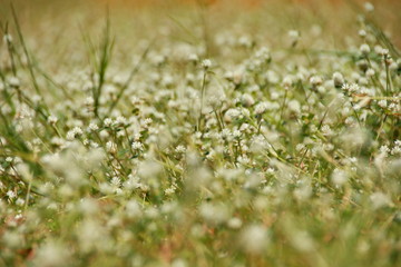 white clover flowers on the mountain slopes, with bokeh backgrounds and foreground, photographed during the hot day