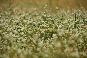 white clover flowers on the mountain slopes, with bokeh backgrounds and foreground, photographed during the hot day