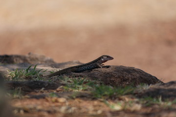 Reptil