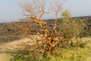Erta Ale volcano and the base camp 