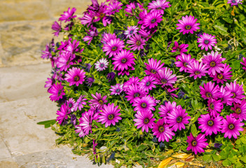 Fototapeta premium Beautiful purple fresh African daisy (Osteospermum) flowers growing in garden. Blooming summer nature.