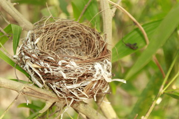 Bird nest