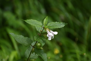 Ortie en fleur 01