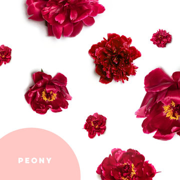 floral composition with red peony flowers on white background.