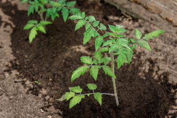 Young tomato growing in greenhouse.
