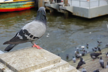 pigeons on the street