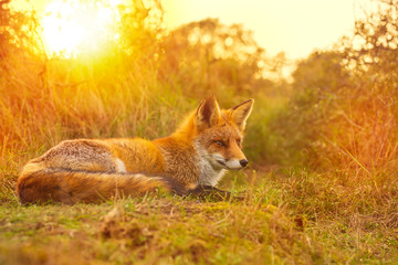 Naklejka na ściany i meble Wild red fox Vulpes Vulpes evening sunset