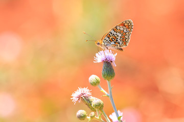 knapweed fritillary, Melitaea phoebe, butterfly resting and pollinating