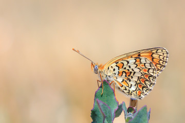 knapweed fritillary, Melitaea phoebe, butterfly resting and pollinating