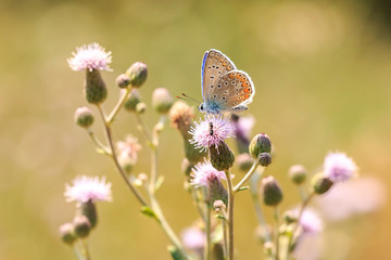 Common Blue butterfly (Polyommatus icarus) pollinating closeup