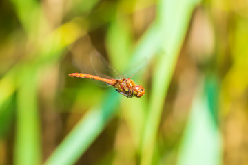 Common Darter (Sympetrum striolatum) dragonfly flying