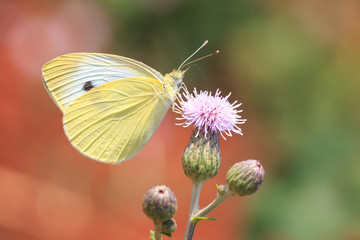 Pieris brassicae, the large white or cabbage butterfly pollinating