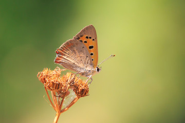 Small or common copper butterfly lycaena phlaeas closeup