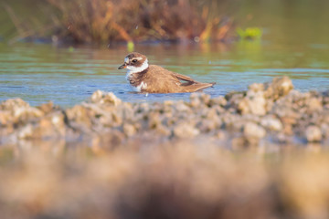 Common Ringed Plover Charadrius hiaticula waterfowl bird preening and cleaning in between rocks on wetlands