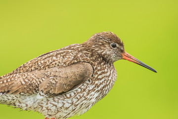 common redshank (tringa totanus) in farmland
