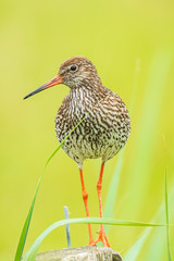 common redshank (tringa totanus) in farmland