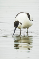 Pied Avocet, Recurvirostra avosetta, foraging