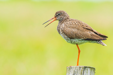 common redshank (tringa totanus) in farmland
