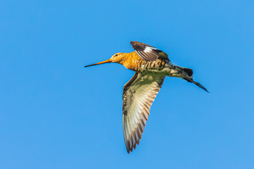 Black-tailed godwit Limosa Limosa in flight