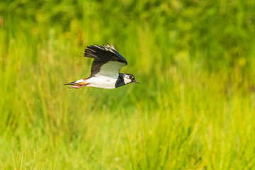 Closeup of a northern lapwing, Vanellus vanellus, bird in flight