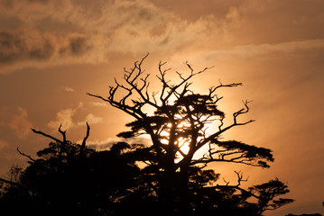 Sunrise and Yakushima Forest - 日の出と屋久島の森