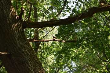 tree in forest