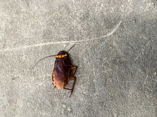 Cockroach just die in front of the house on dirty floor and look so disgusting.