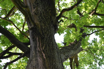 Fototapeta na wymiar tree in the forest