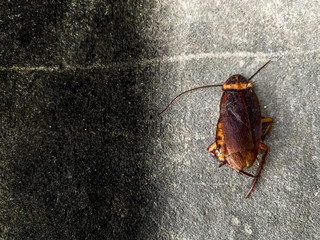 Cockroach just die in front of the house on dirty floor and look so disgusting.