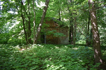 path in the forest