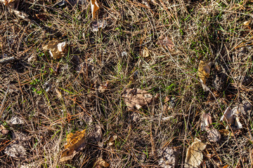 texture of spring forest land