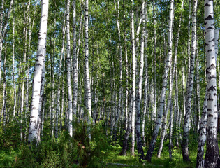 Fototapeta na wymiar wild birch trees forest landscape on a Sunny summer day