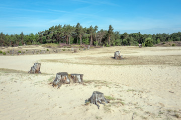 Drifting sand in nature reserve Mosselse zand with sawn down Pinus sylvestris trees.