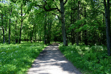 path in the park