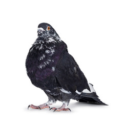 Adult pigeon, standing half side ways facing camera. Head turned to camera. Isolated on white background.