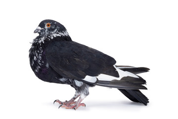 Adult pigeon, standing side ways facing camera. Looking ahead with orange eyes. Isolated on white background.