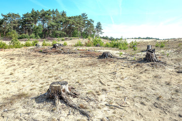 Drifting sand in nature reserve Mosselse zand with sawn down Pinus sylvestris trees.