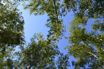 the tops of different trees in the forest on the background of blue sky