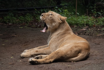 Fototapeta na wymiar Yawn Lion - あくびをするライオン