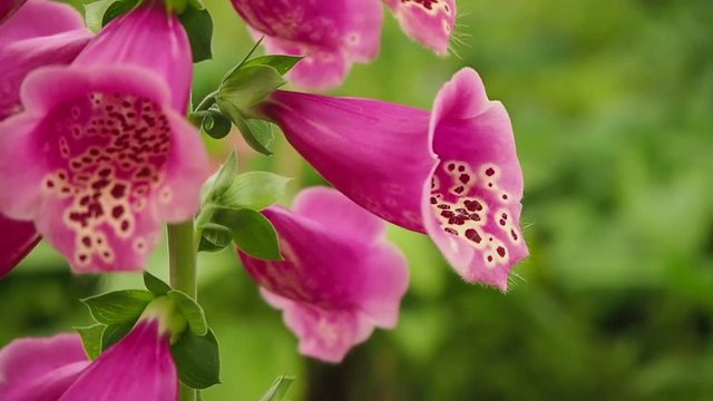 Angelonia flower in the garden.