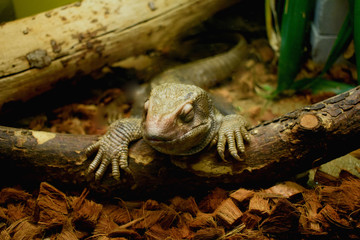 lizard in the terrarium