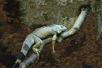 lizard chameleon in the terrarium