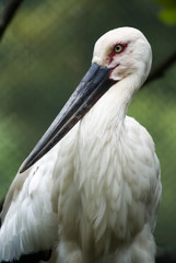 Monster bird - 怪鳥