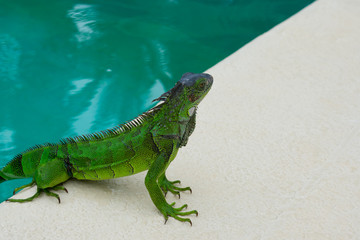 Large green Lizard in a pool