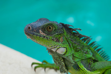 Large green Lizard in a pool Iguana