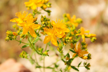 Saint John's wort blooming in mountains on the sea side Mediterranean Sea. Dalmatia.